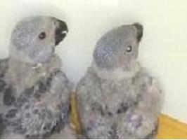 Psittacus erithacus